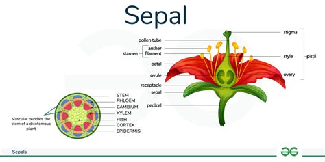 Sepal .